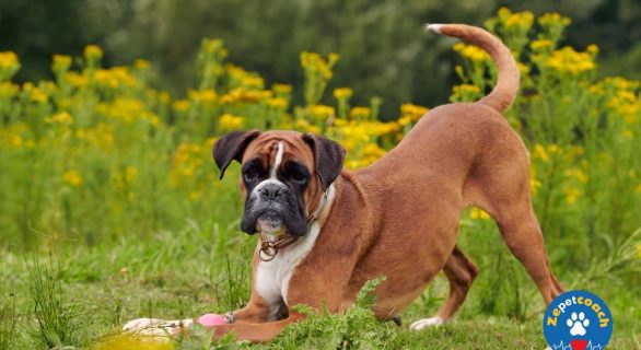 Le Boxer
