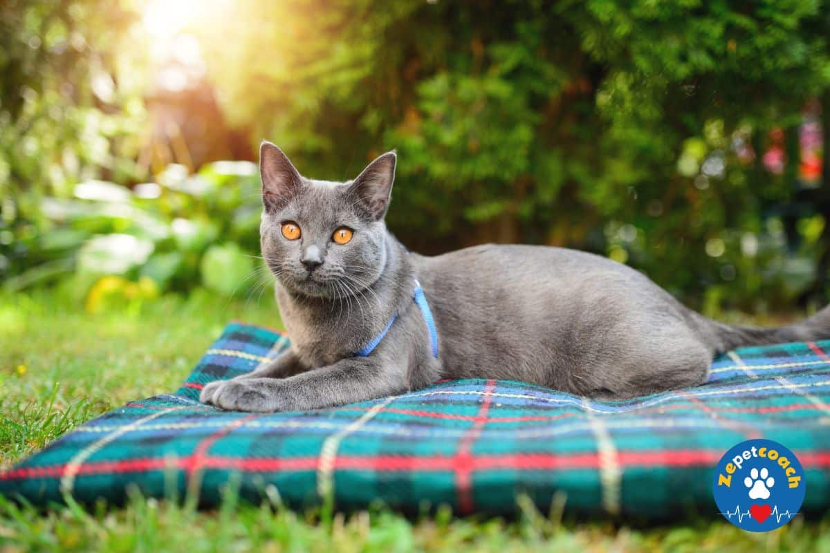 Le Chartreux
