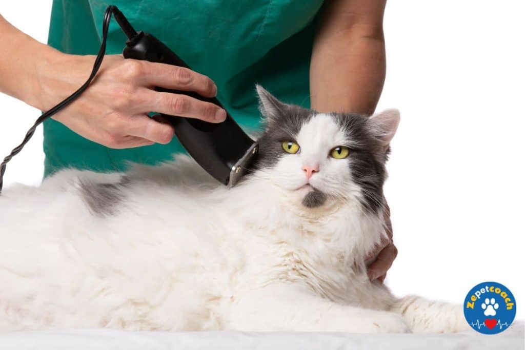Le Matériel de Toilettage chat à poils longs