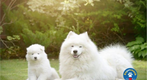 Le Samoyede