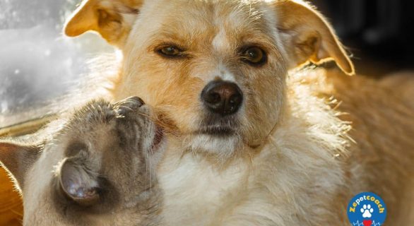L’œil rouge chez le chien et chat