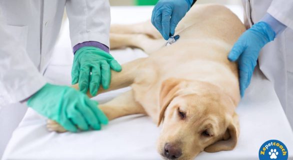 Luxation de rotule chez le chien
