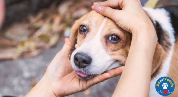 Maladie de Lyme chez le chien