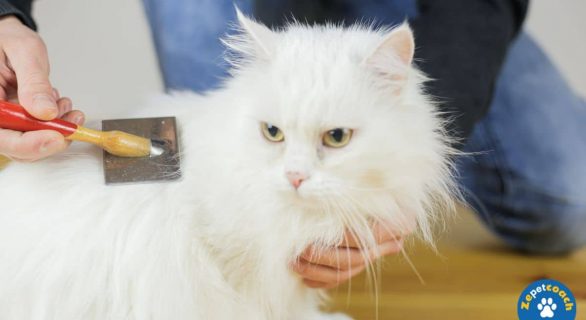 Matériel de Toilettage pour un Chat à Poils Longs