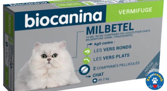Milbetel Chat