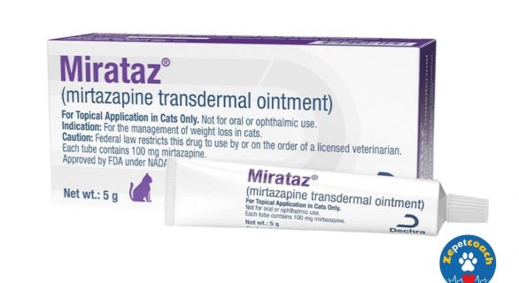 Mirataz chat : avis, prix et conseils
