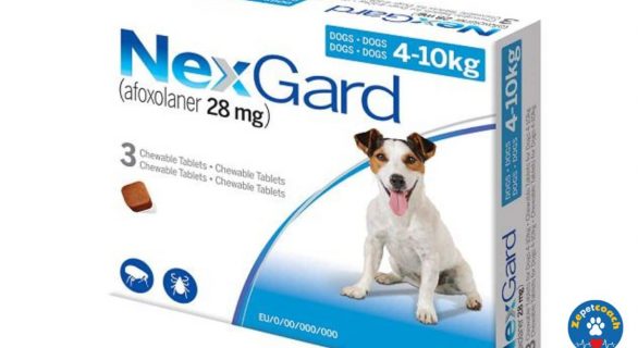 Nexgard Antiparasitaire Externe