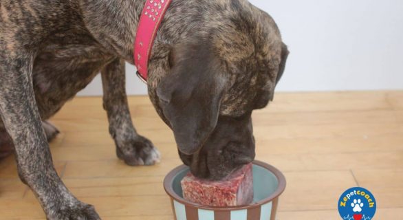 Alimentation du chien