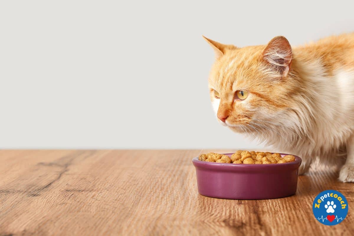 Nutrition du chat