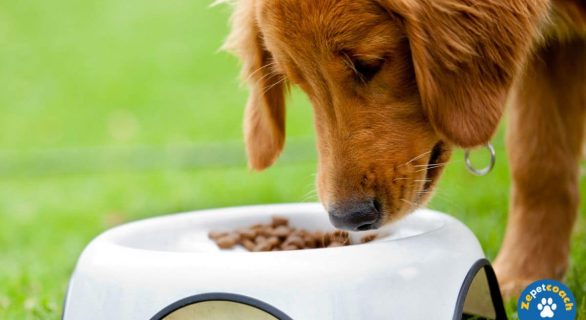 Nutrition du chien