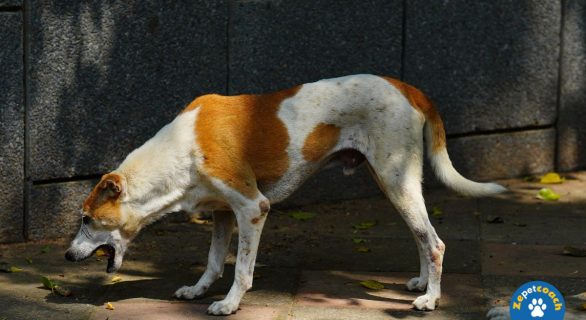 Repère d'une occlusion intestinale chez le chien