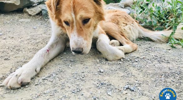 Chien atteint de la Paralysie du train arrière