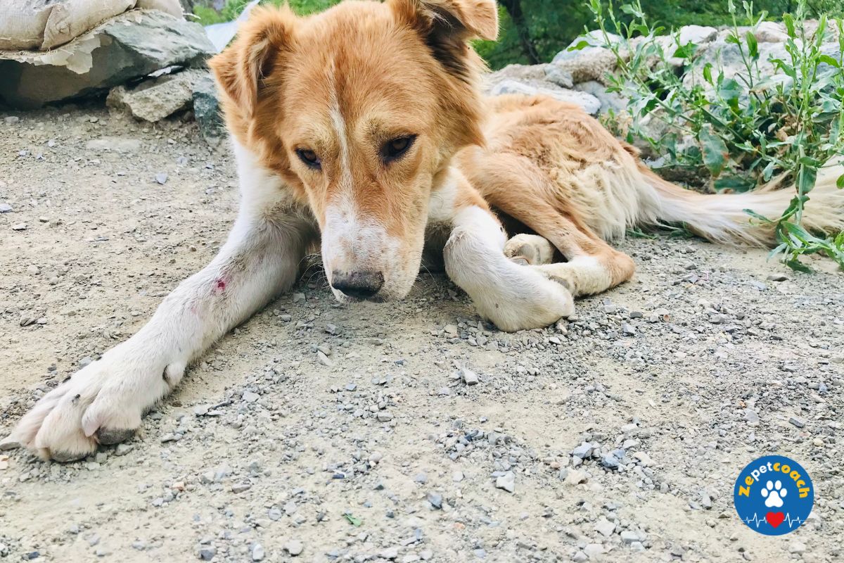 Chien atteint de la Paralysie du train arrière