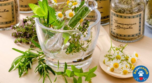 Guide de phytothérapie