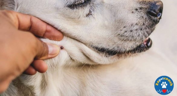 Piroplasmose canine