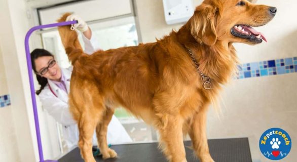 Problèmes de glandes anales chez le chien
