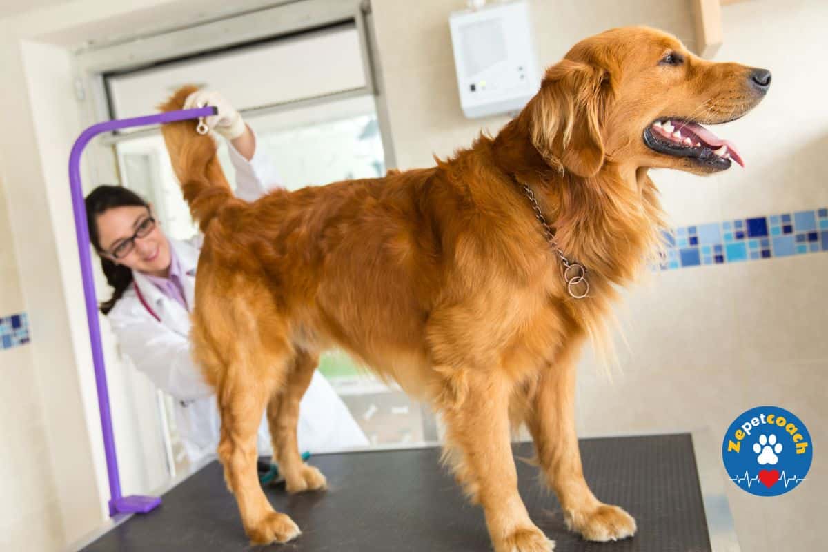 Problèmes de glandes anales chez le chien