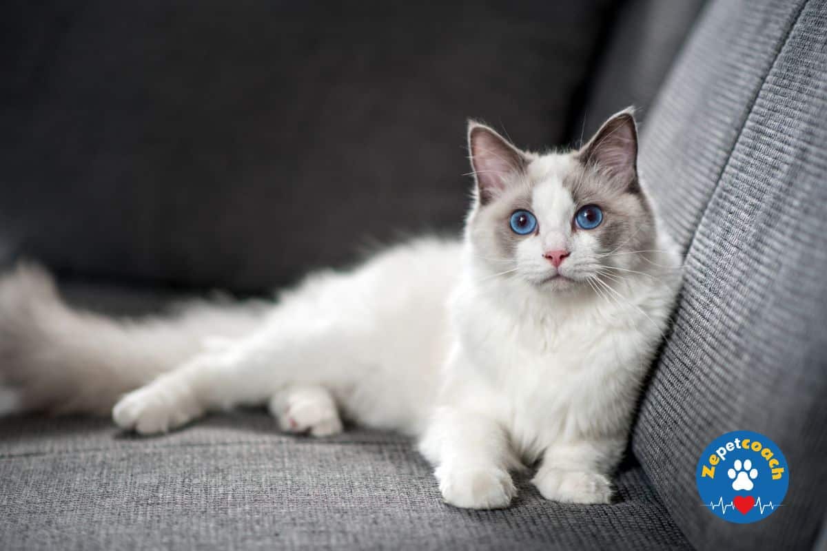 Ragdoll
