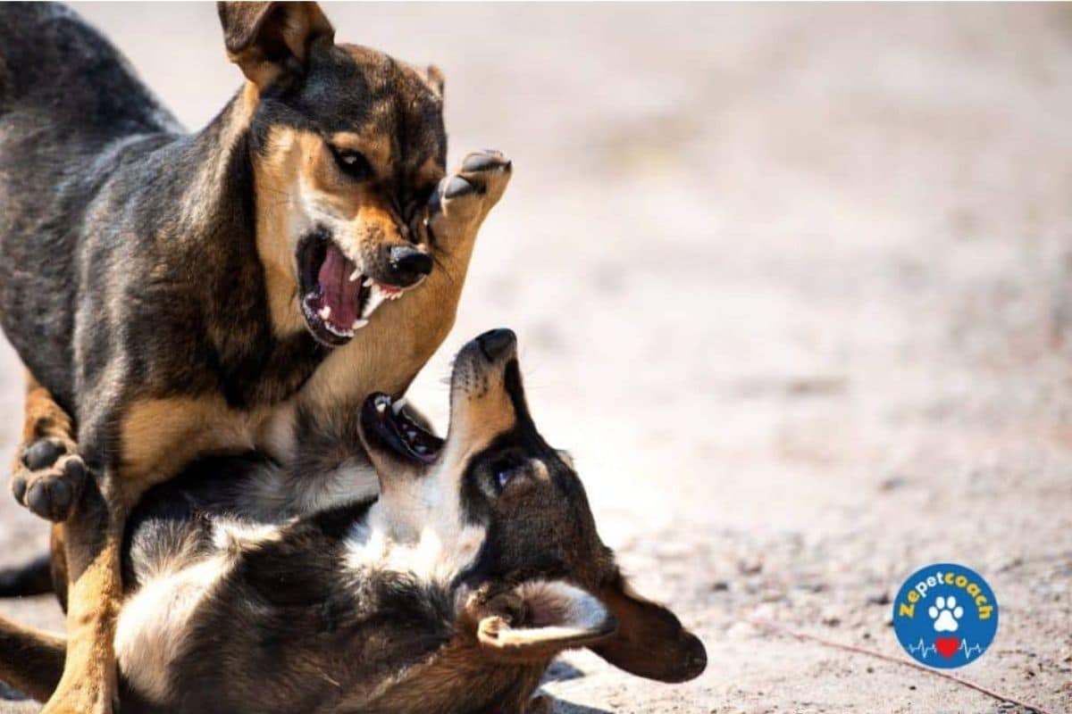 Rage