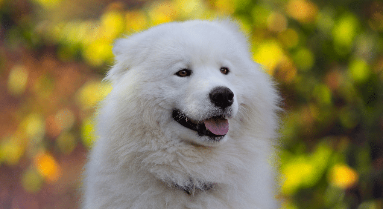 Tout savoir sur le Samoyède: caractère, santé, alimentation, prix et entretien
