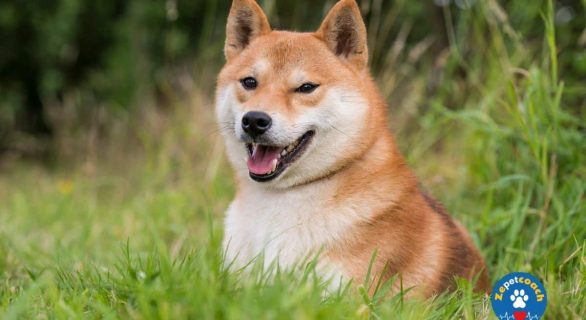 Shiba Inu