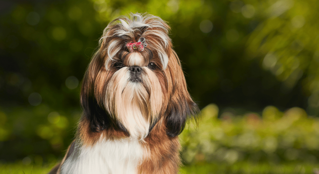 Shih Tzu: caractère, santé, alimentation, prix et entretien