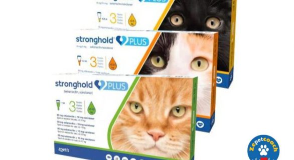 Stronghold Plus Chat