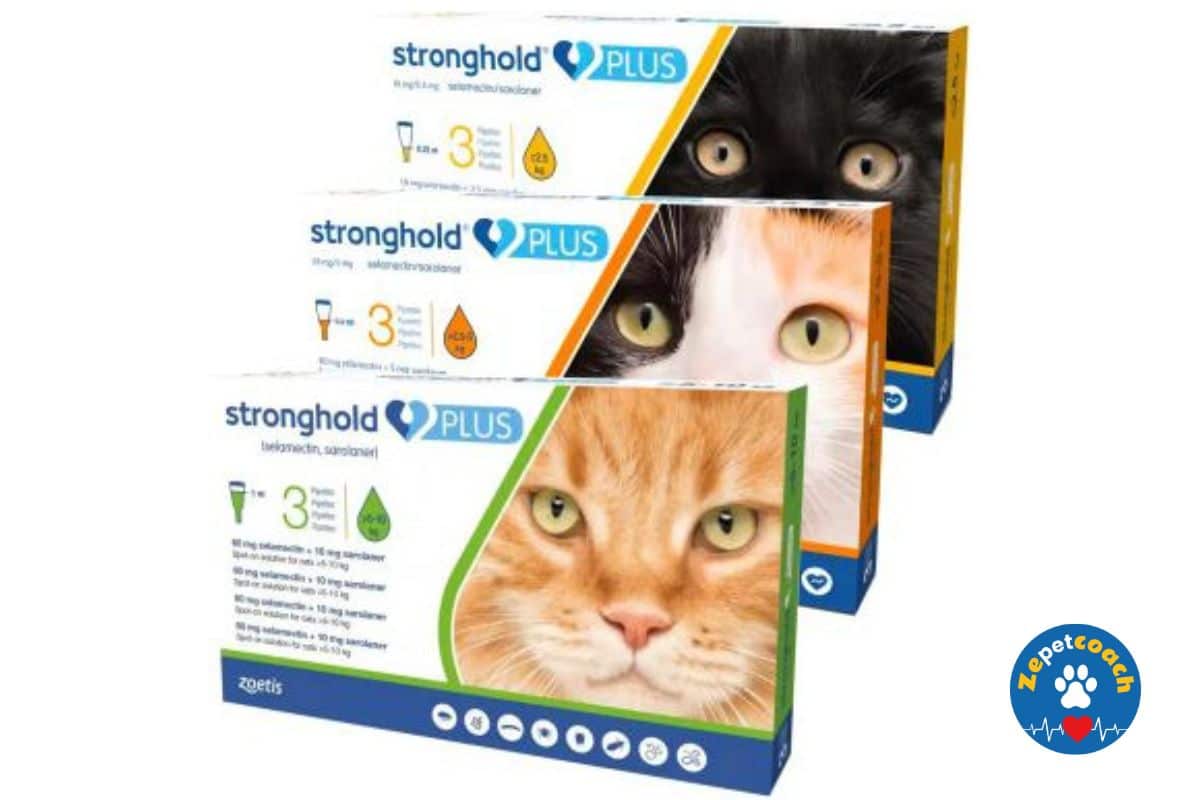Stronghold Plus Chat