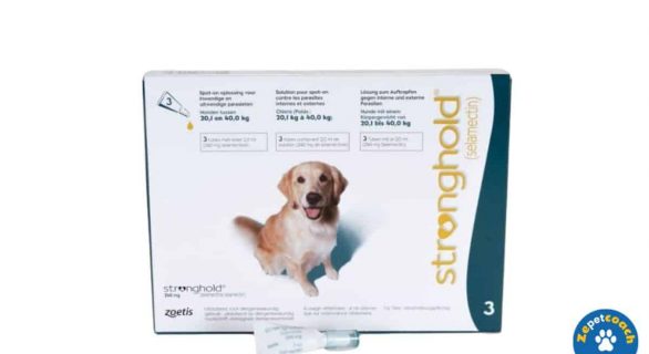 Stronghold Chien