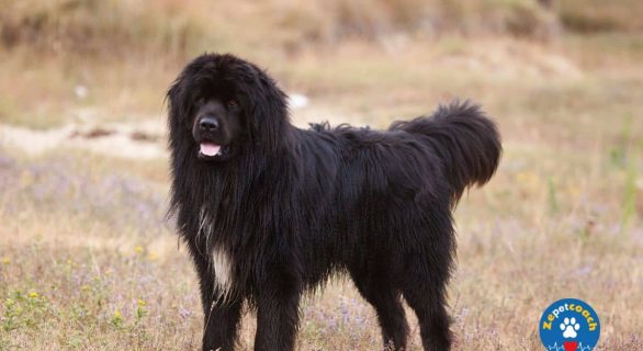 Chien Terre-Neuve