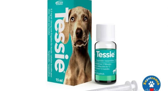 Tessie chien