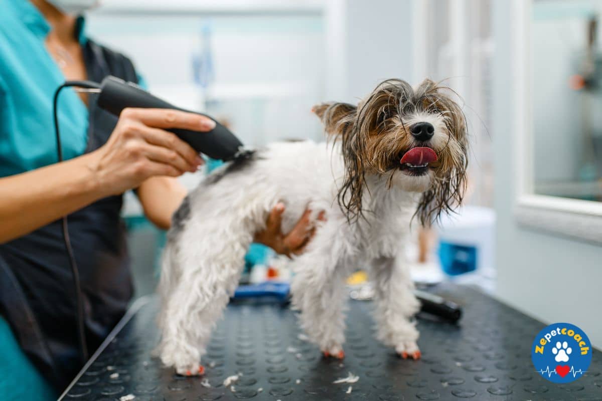 Tondeuse pour un chien à poils longs