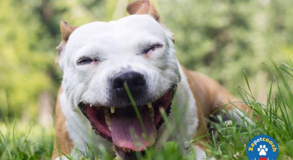 Toux chez le chien