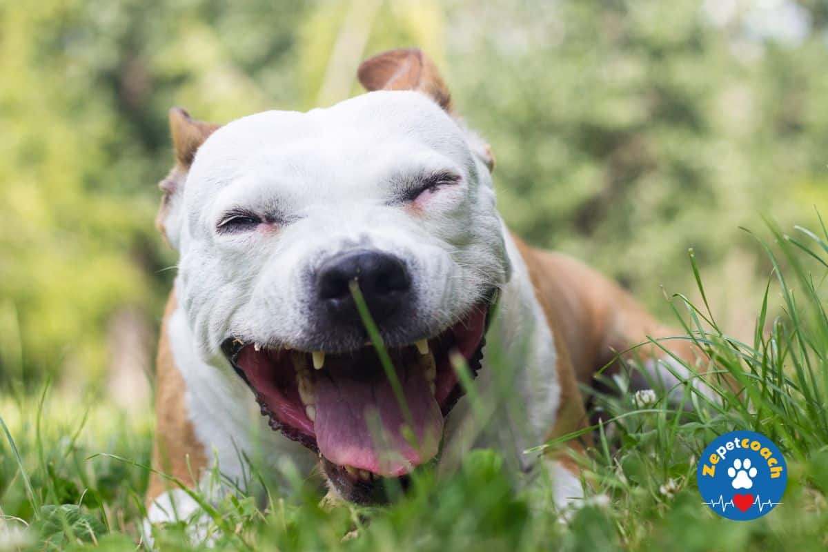 Toux chez le chien