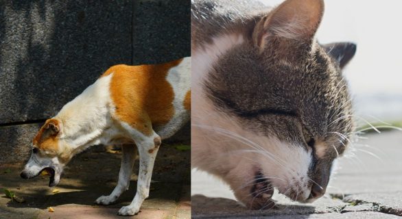 vomissements chien et chat