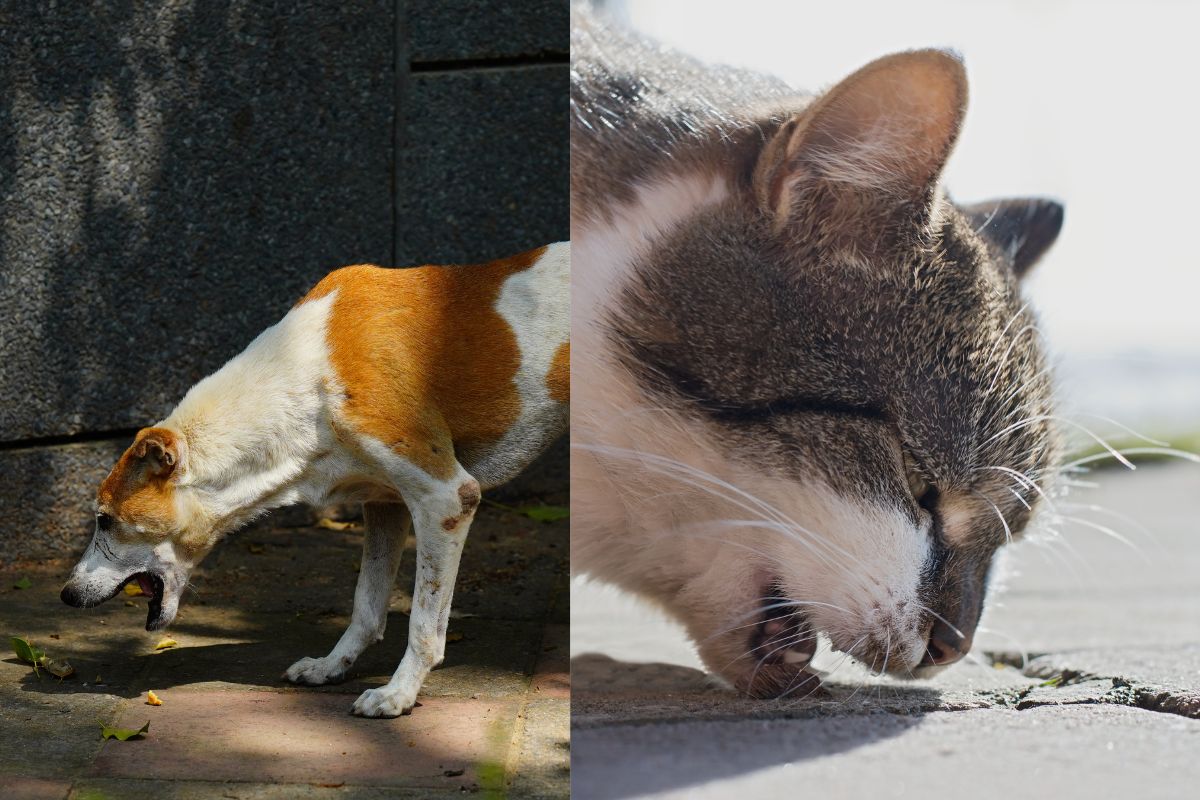 vomissements chien et chat