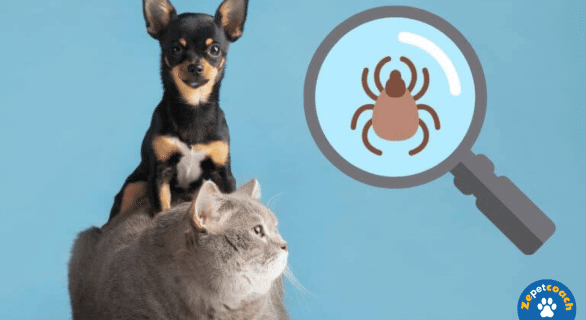 Protéger vos animaux des tiques