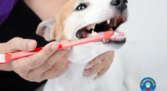 Gardez la bonne hygiène dentaire de votre chien