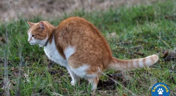 Soigner la diarrhée chez le chat