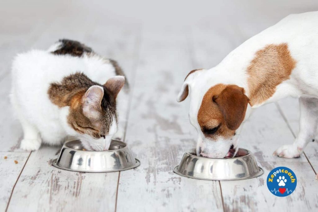 faut-il des glucides dans la gamelle