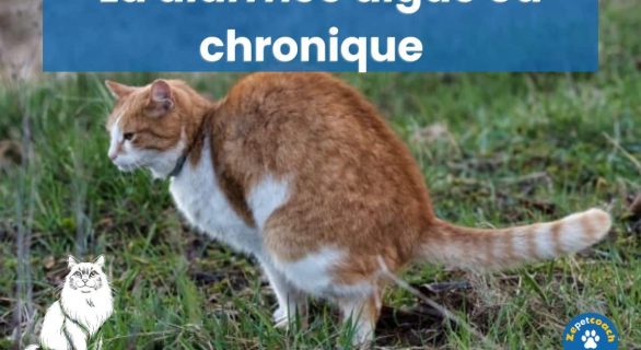 diarrhée chat