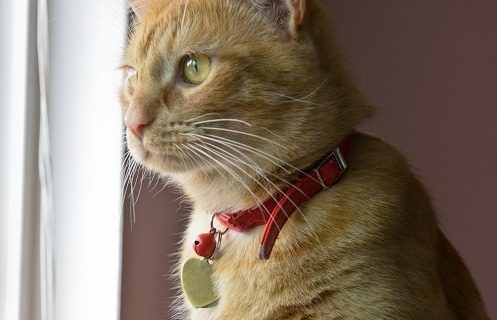COLLIER CHATS