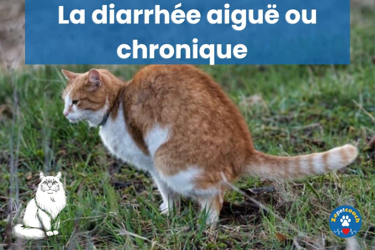 diarrhée chat