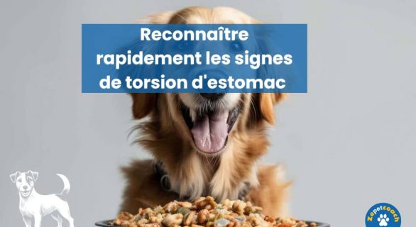 symptôme et urgence chien