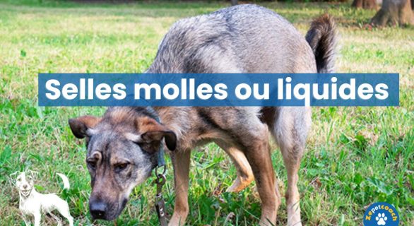 diarrhée chien