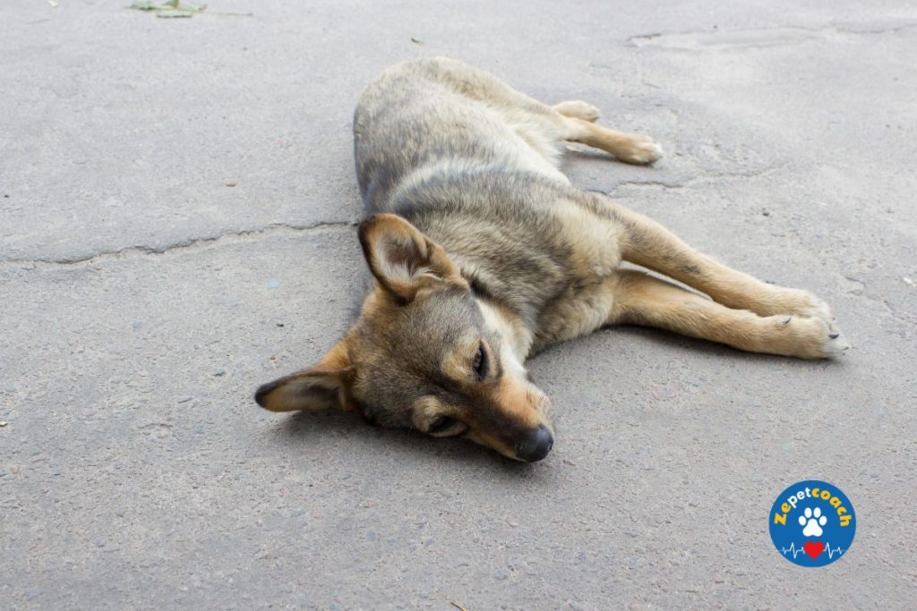 Les symptômes d'un chien mourant