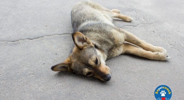 Détecter les symptômes d'un chien mourant
