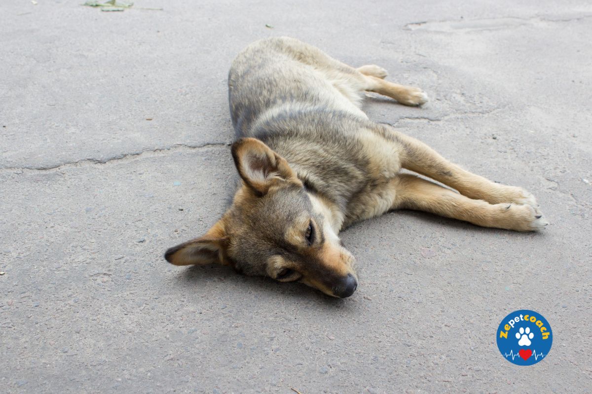 Détecter les symptômes d'un chien mourant