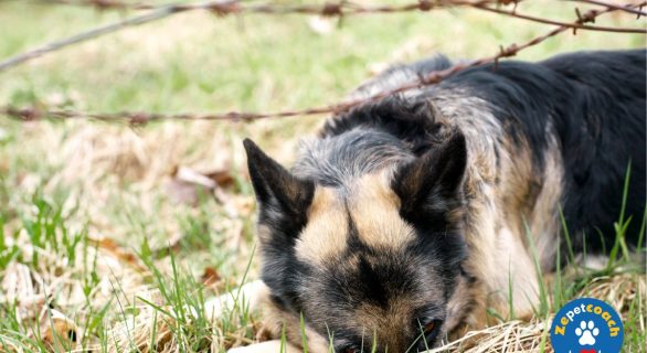 Signe du chien stressé