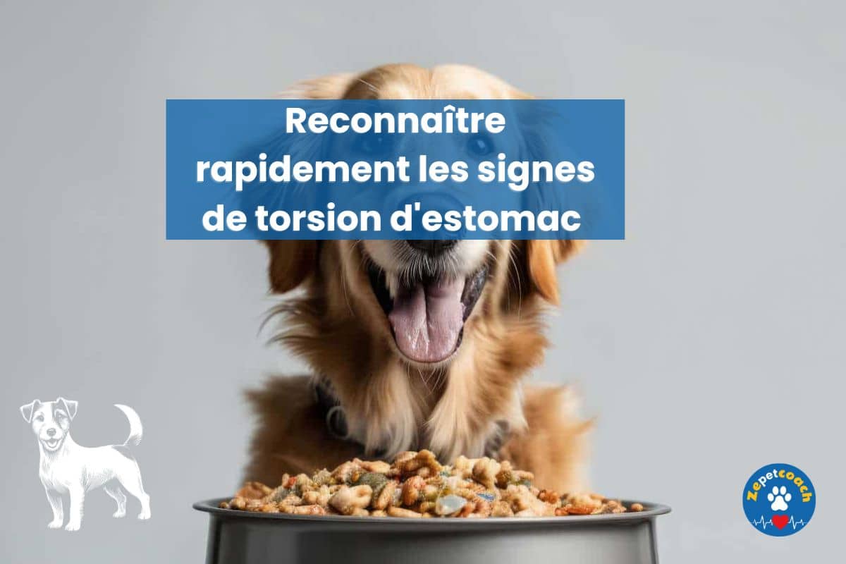symptôme et urgence chien